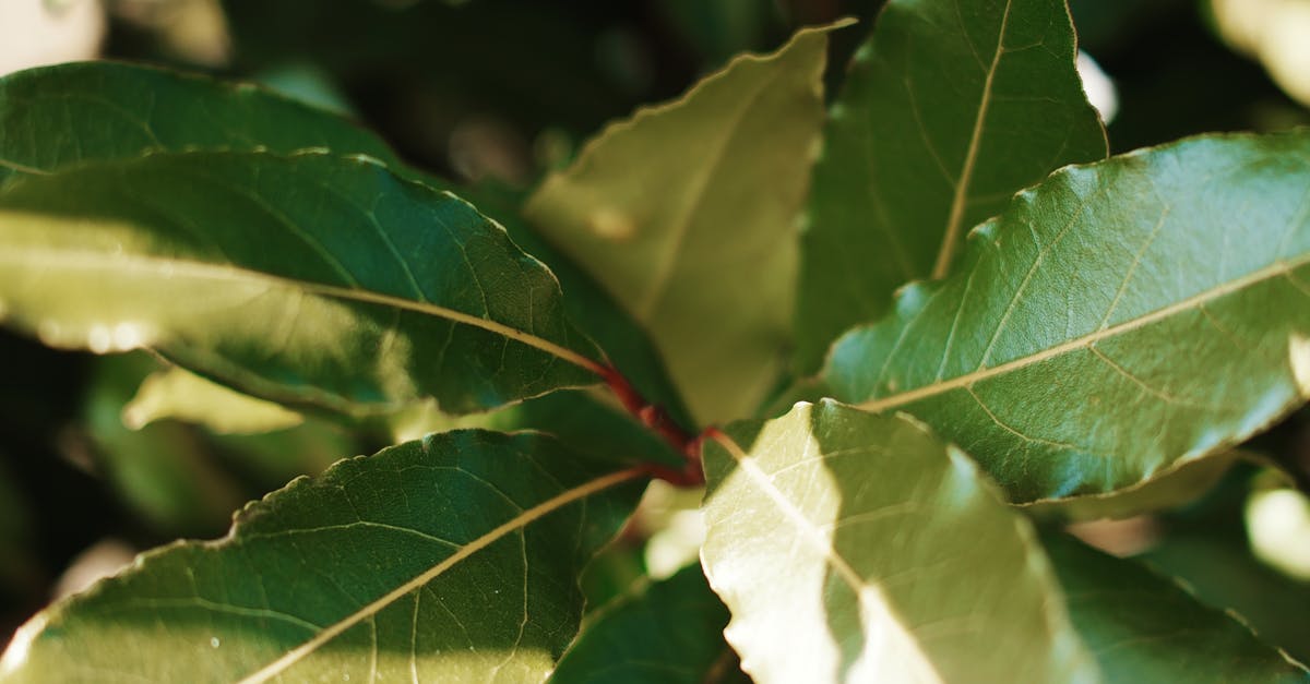 Embracing Formal Balance in Landscape Gardening