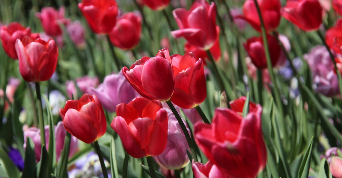 Enhancing Unity Through Colour in Garden Design