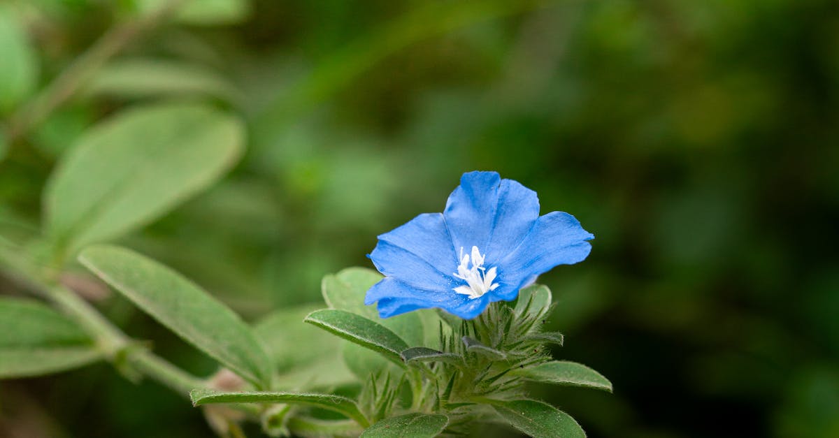 Importance of Focal Points in Landscape Gardening