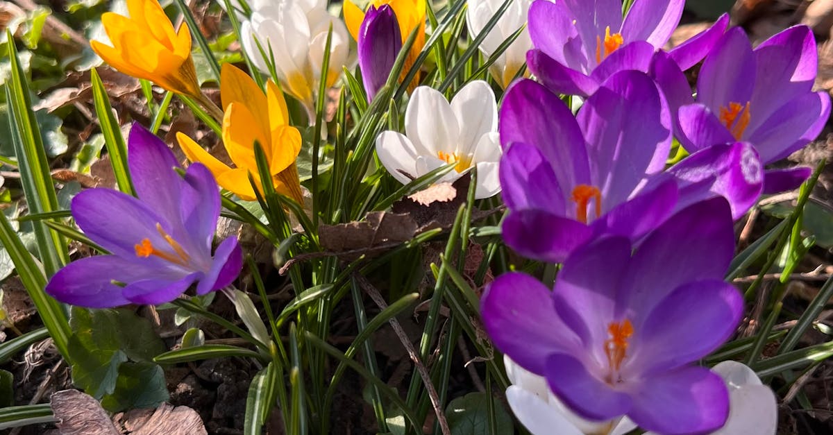 Principles of Naturalistic Landscape Gardening