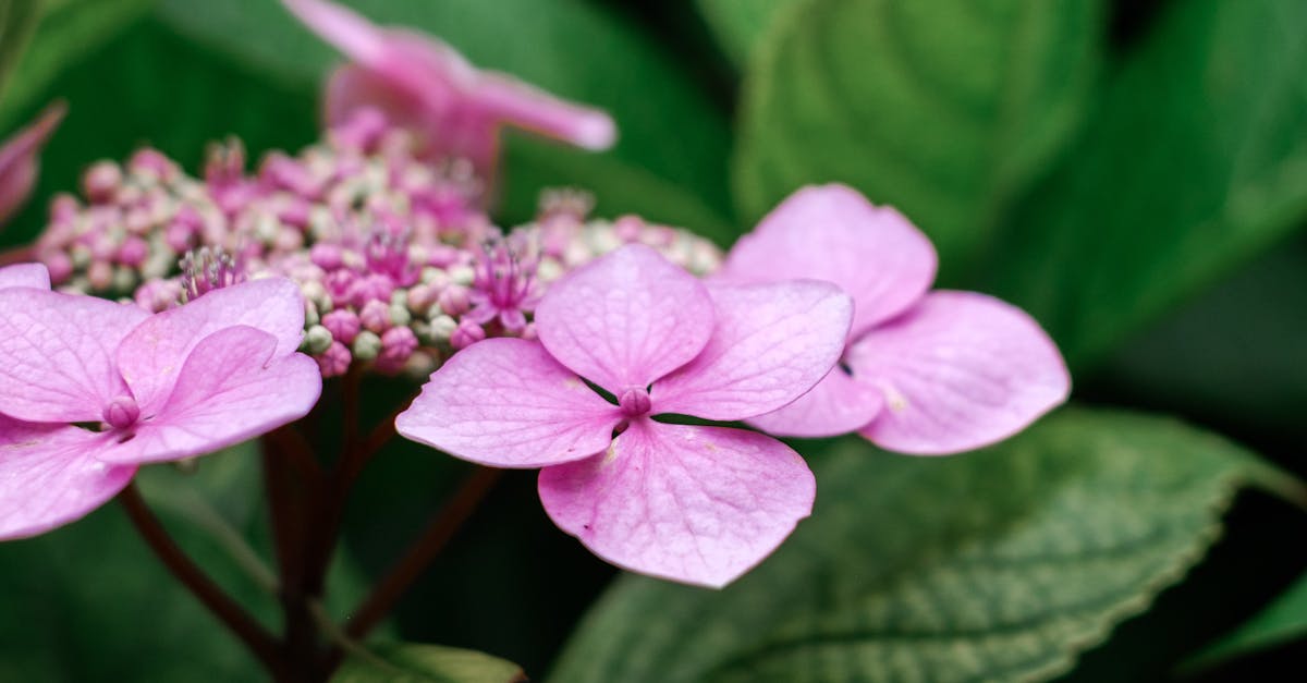 Principles of Proportion and Scale in Garden Design