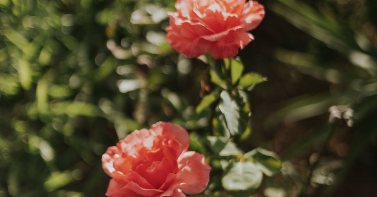 Understanding Proportion and Scale in Landscape Gardening