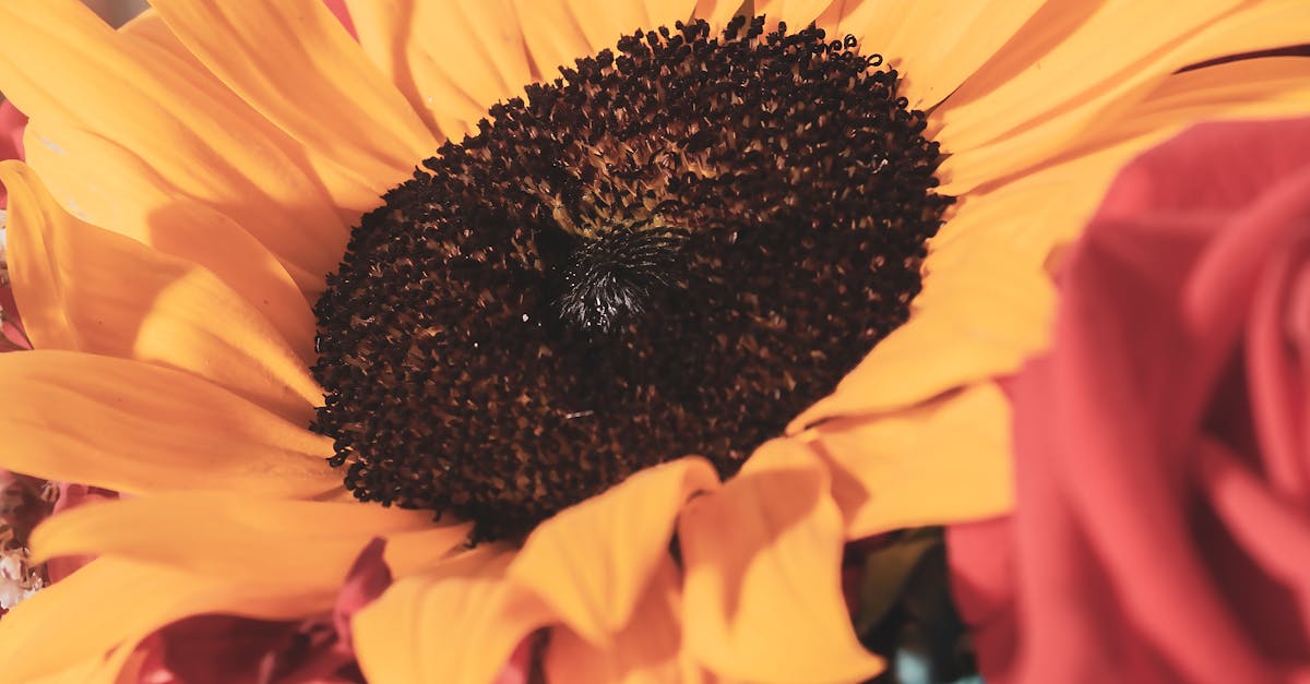 Understanding Radial Balance in Landscape Gardening