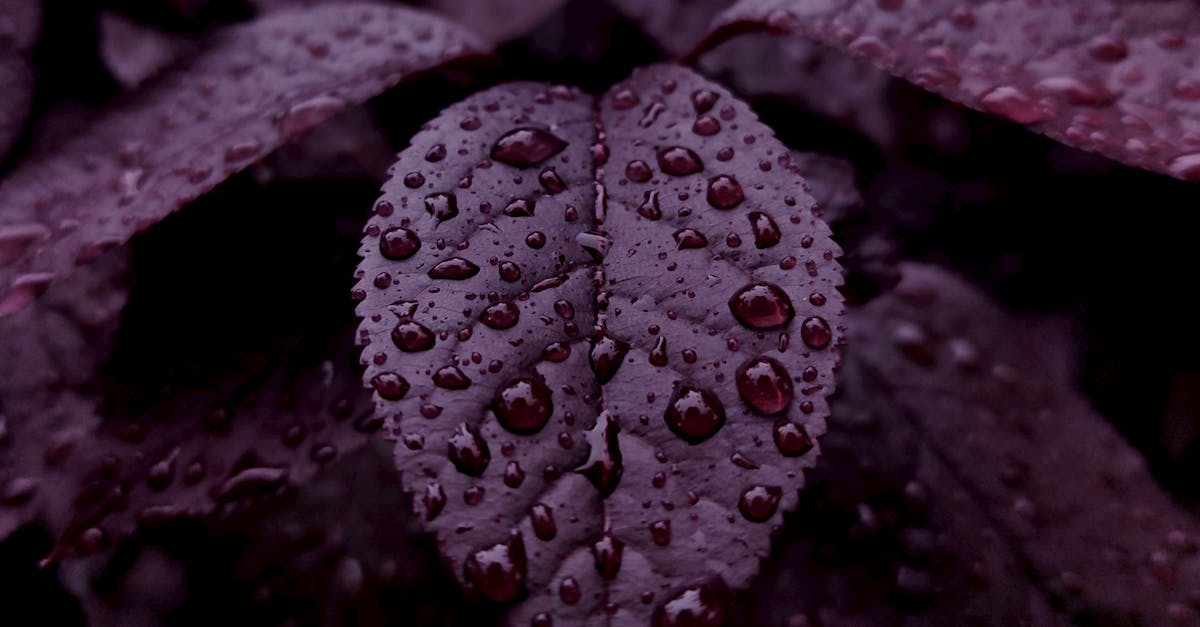 Understanding the Role of Rhythm in Landscape Gardening